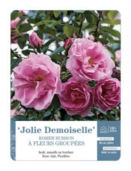 Rosier à fleurs groupées Jolie Demoiselle