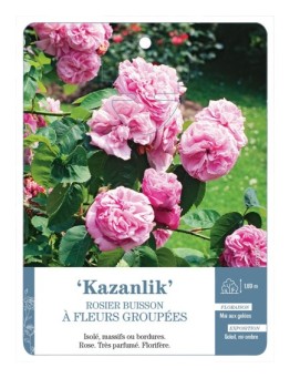 Rosier à fleurs groupées Kazanlik