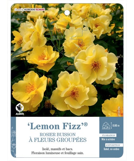 Rosier à fleurs groupées Lemon Fizz®