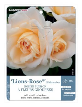 Rosier à fleurs groupées Lions-Rose® KORvanaber