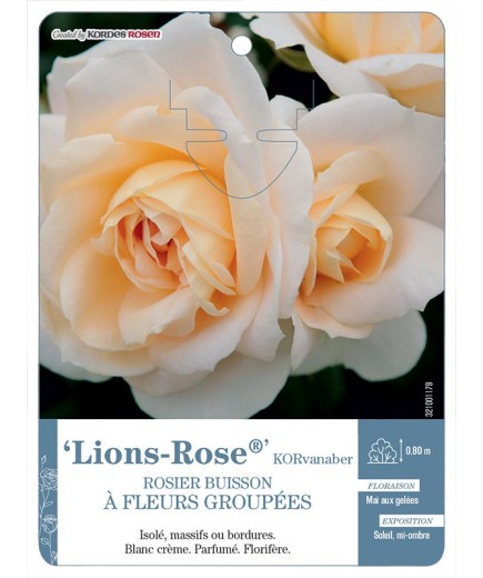 Rosier à fleurs groupées Lions-Rose® KORvanaber