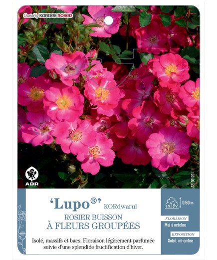 Rosier à fleurs groupées Lupo® KORdwarul