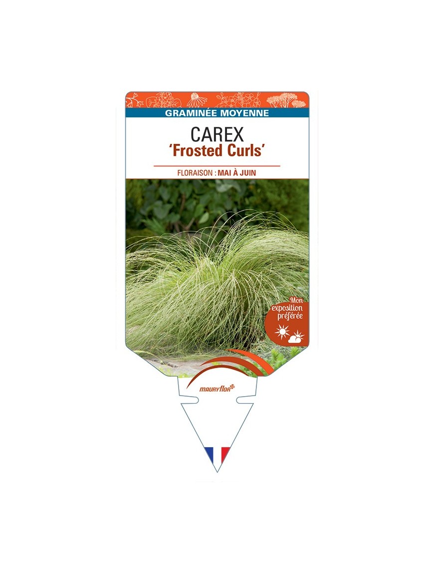 CAREX comans Frosted Curls