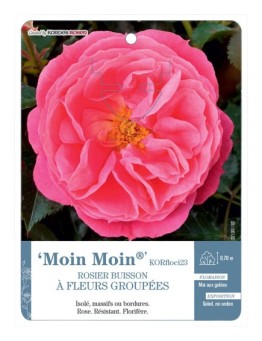 Rosier à fleurs groupées Moin Moin® KORfloci23