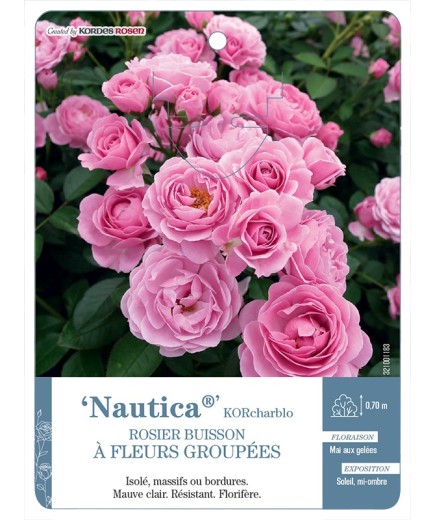 Rosier à fleurs groupées Nautica® KORcharblo