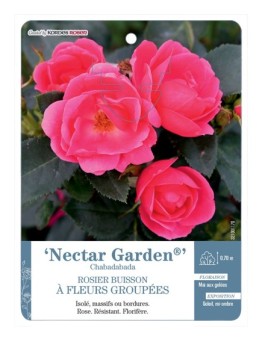 Rosier à fleurs groupées Nectar Garden® Chabadabada