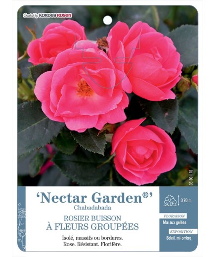 Rosier à fleurs groupées Nectar Garden® Chabadabada