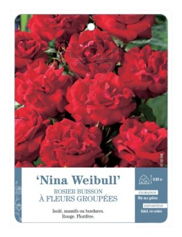 Rosier à fleurs groupées Nina Weibull