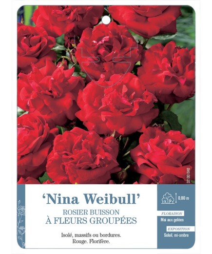 Rosier à fleurs groupées Nina Weibull