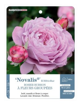 Rosier à fleurs groupées Novalis® KORfriedhar