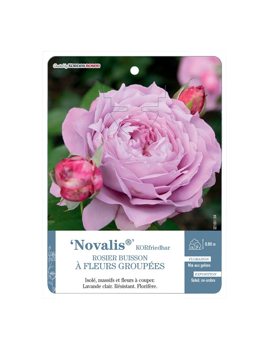 Rosier à fleurs groupées Novalis® KORfriedhar