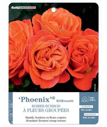 Rosier à fleurs groupées Phoenix® KORrosobi