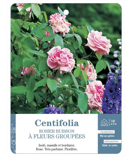 Rosier à fleurs groupées Rosa centifolia de Grasse