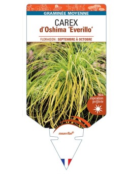 CAREX d’Oshima Everillo