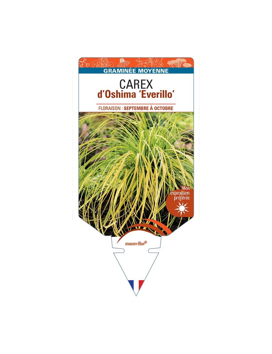 CAREX d’Oshima Everillo