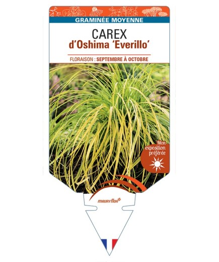 CAREX d’Oshima Everillo