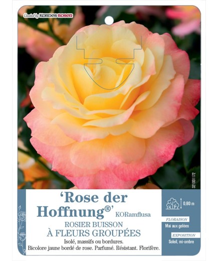 Rosier à fleurs groupées Rose Der Hoffnung® KORamflusa