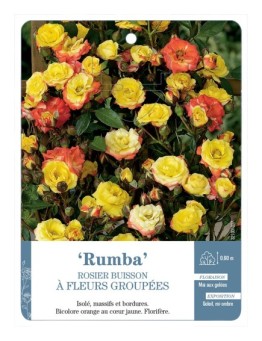 Rosier à fleurs groupées Rumba