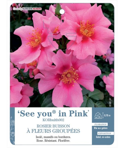 Rosier à fleurs groupées See you® in Pink KORhulth002