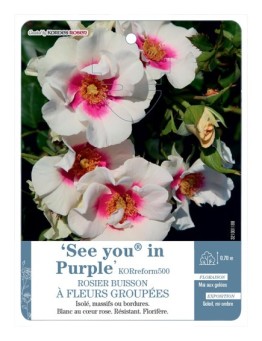 Rosier à fleurs groupées See you® in Purple KORreform500