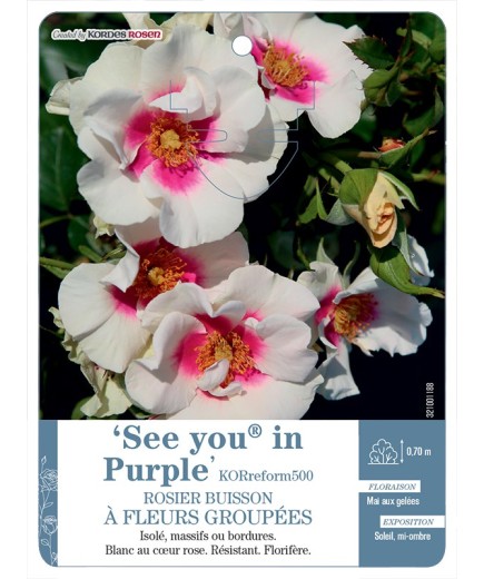 Rosier à fleurs groupées See you® in Purple KORreform500