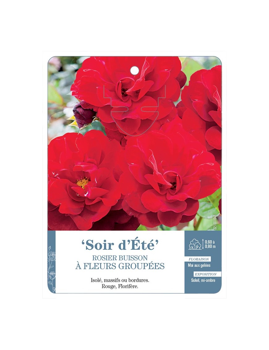 Rosier à fleurs groupées Soir d'été