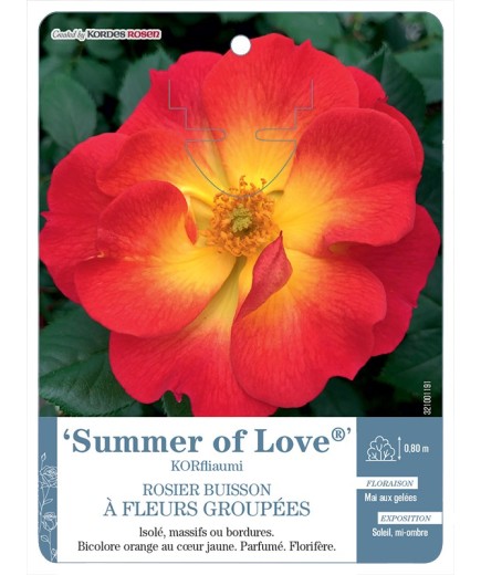 Rosier à fleurs groupées Summer of Love® KORfliaumi