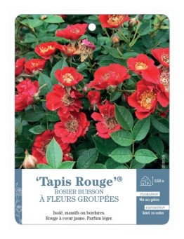 Rosier à fleurs groupées Tapis Rouge®