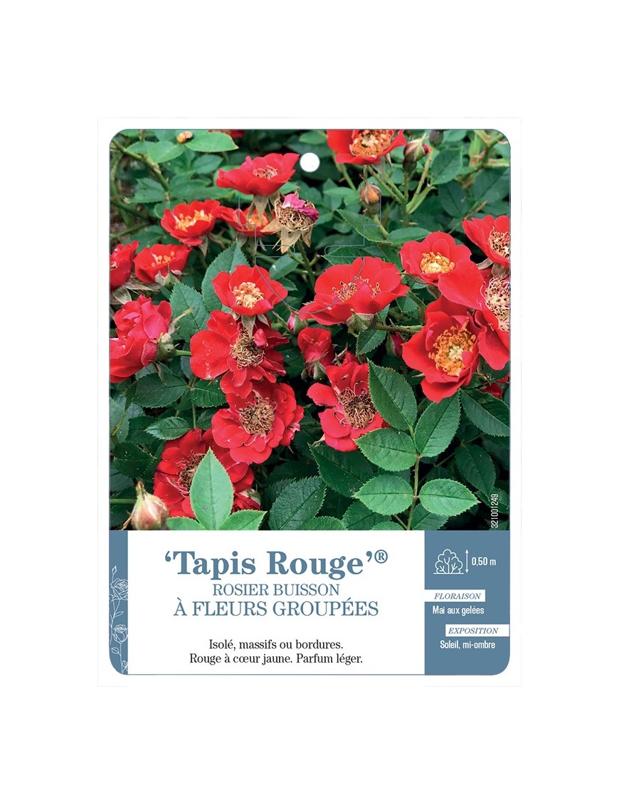 Rosier à fleurs groupées Tapis Rouge®