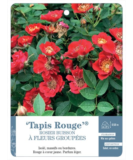 Rosier à fleurs groupées Tapis Rouge®
