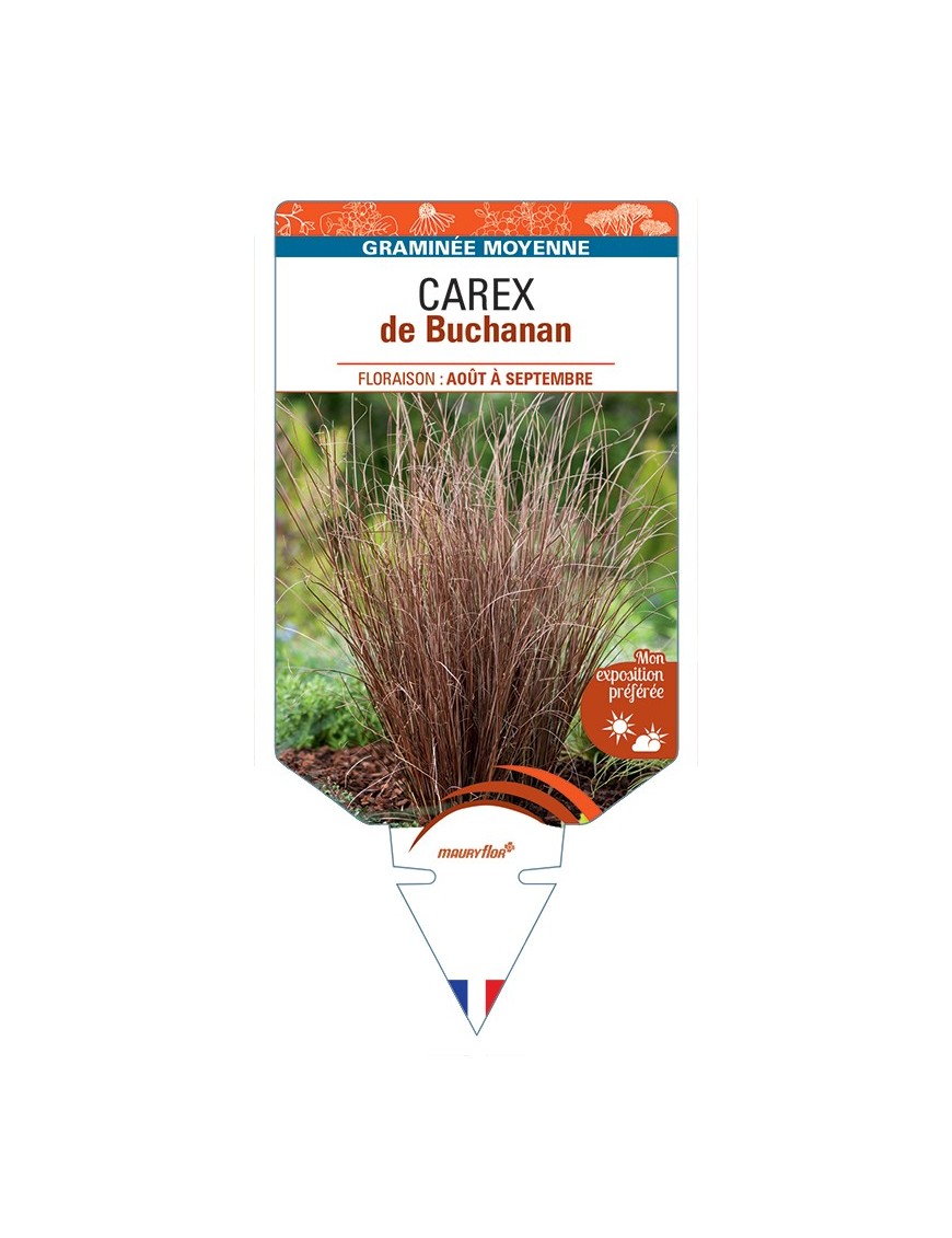 CAREX de Buchanan