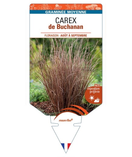 CAREX de Buchanan
