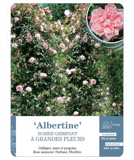 Rosier grimpant Albertine