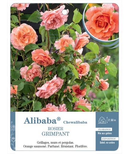 Rosier grimpant Alibaba® Chewalibaba