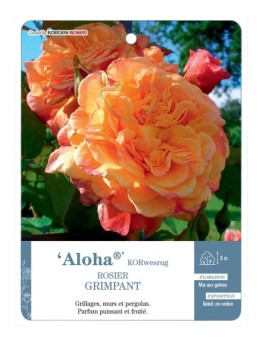 Rosier grimpant Aloha® KORwesrug