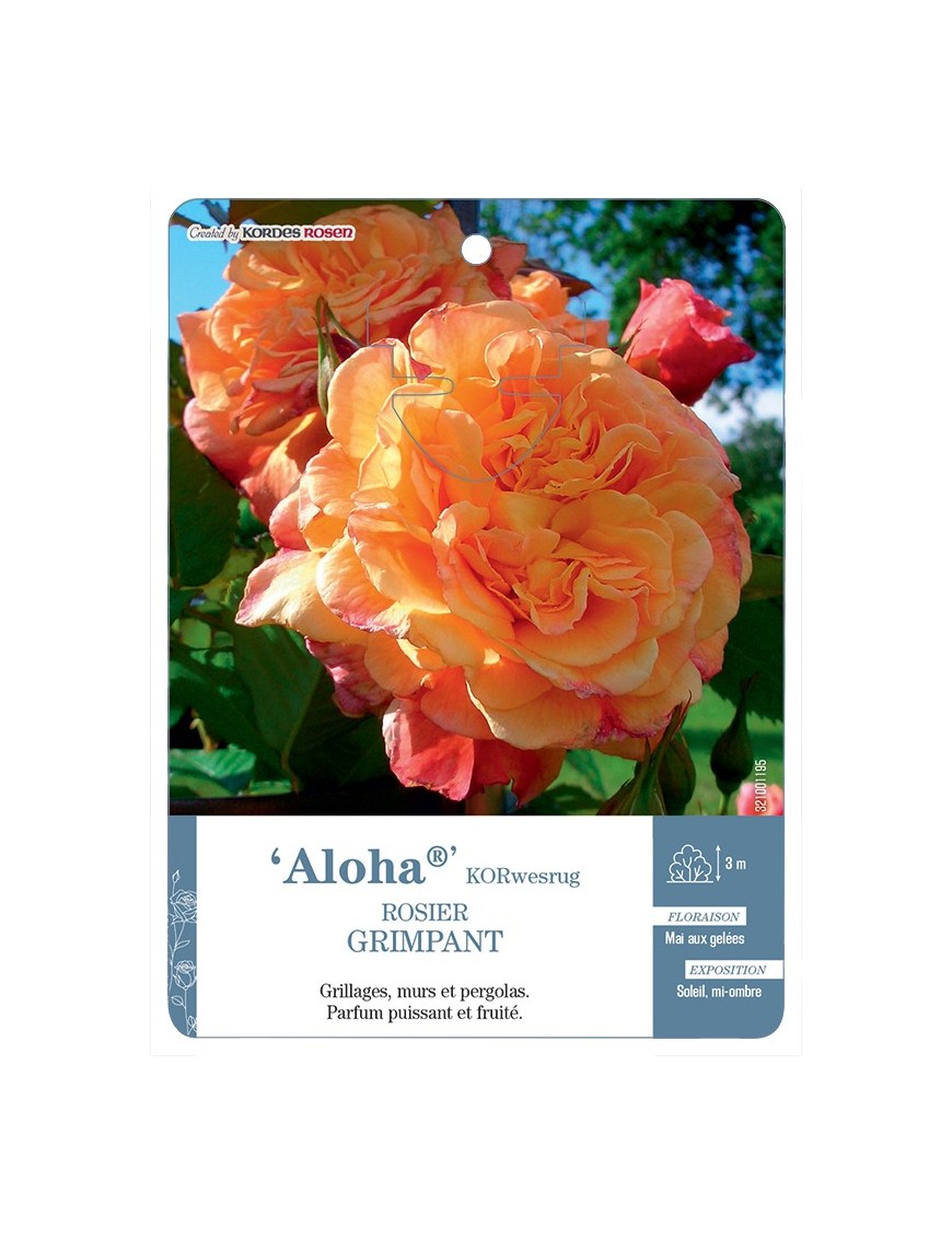 Rosier grimpant Aloha® KORwesrug