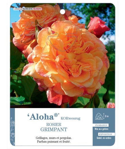 Rosier grimpant Aloha® KORwesrug
