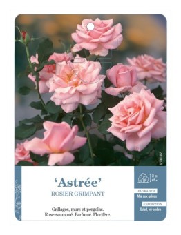Rosier grimpant Astrée