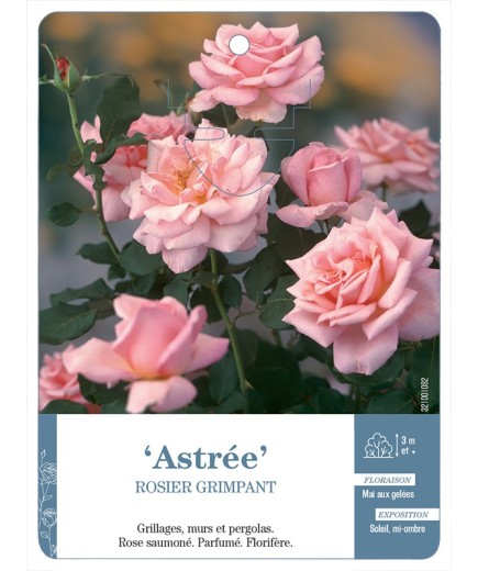 Rosier grimpant Astrée