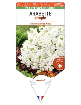 ARABETTE SIMPLE (caucasica blanc) *