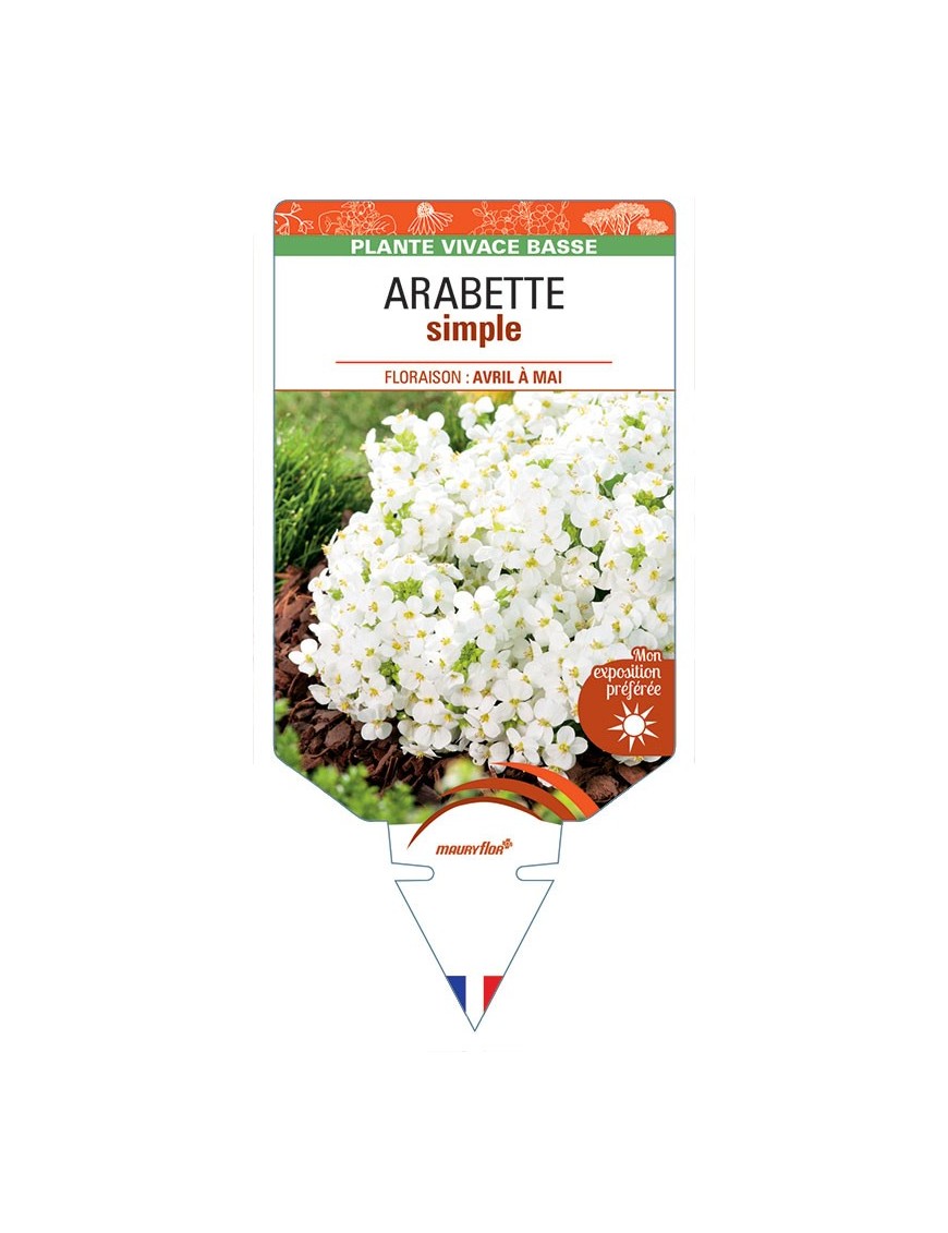 ARABETTE SIMPLE (caucasica blanc) *