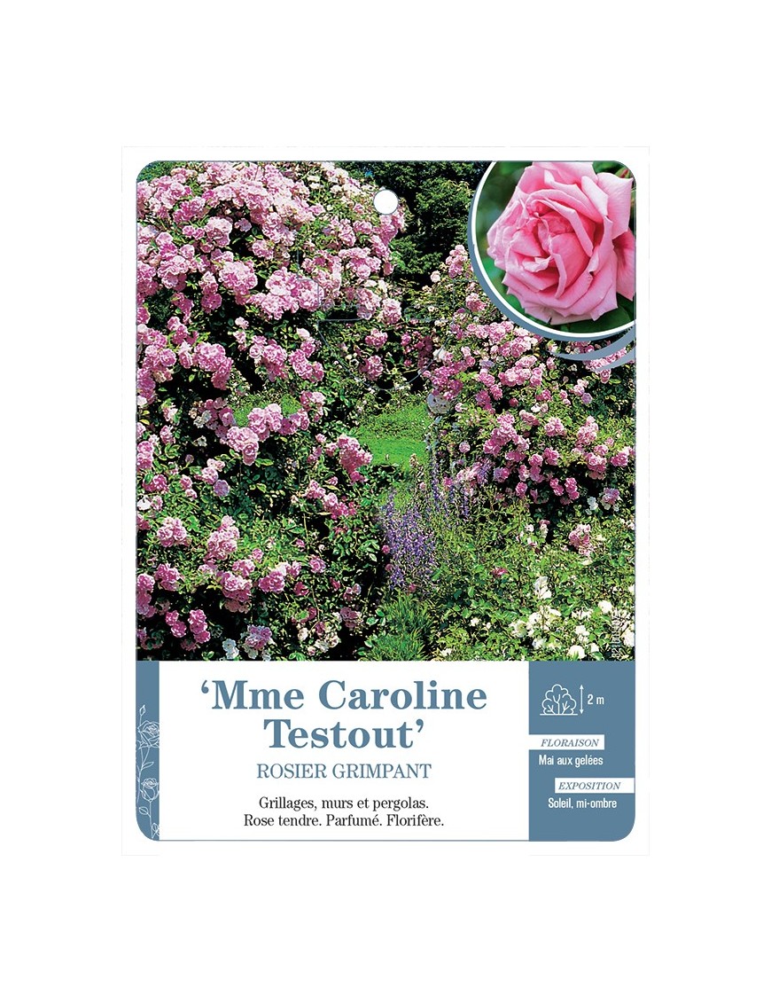 Rosier grimpant Mme Caroline Testout