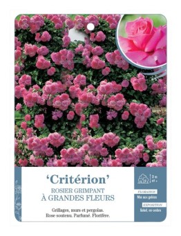 Rosier grimpant Critérion