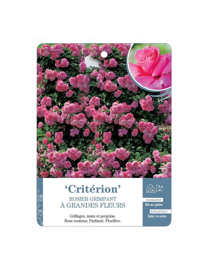 Rosier grimpant Critérion