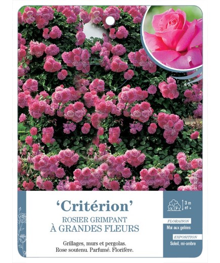 Rosier grimpant Critérion