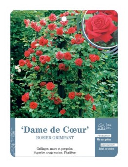 Rosier grimpant Dame de Cœur