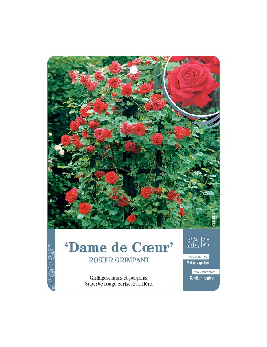 Rosier grimpant Dame de Cœur