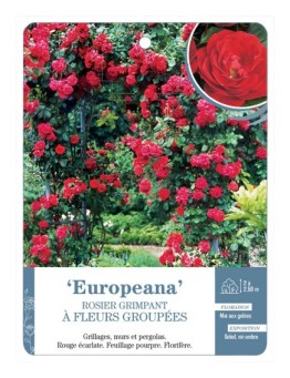 Rosier grimpant Europeana