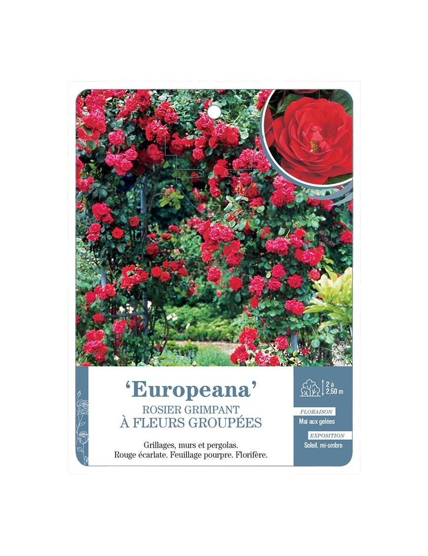 Rosier grimpant Europeana