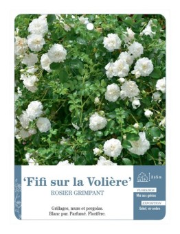Rosier grimpant Fifi sur la Volière